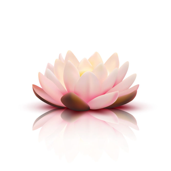 3D Flower Of Lotus 3D Flower Of Lotus
